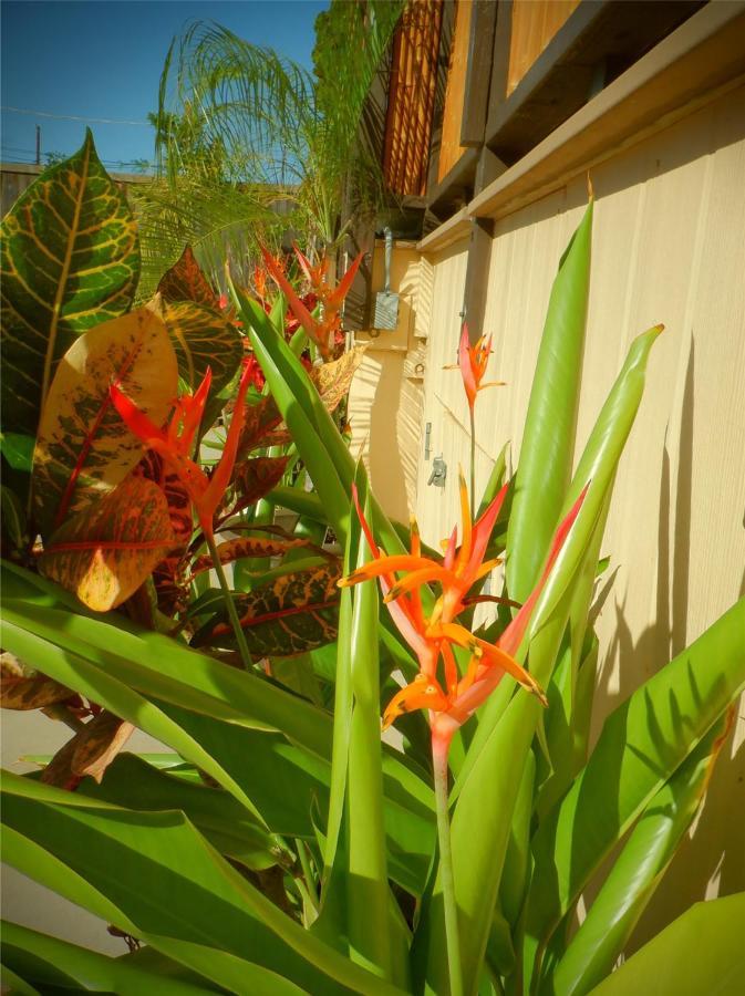 The Guest House Lahaina Exteriér fotografie